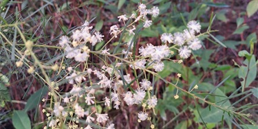 Delicate white flowers cluster on thin green stems, set against a backdrop of lush green leaves. The scene exudes a calm, natural beauty.