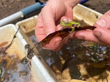 A person gently holds a small green tree frog on a brown leaf above a shallow container with water and leaves.