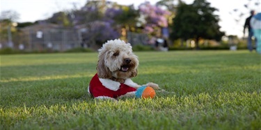 A fluffy dog in a red outfit lies on green grass with a colourful ball, smiling. Background features trees and people, evoking a joyful, relaxed mood.