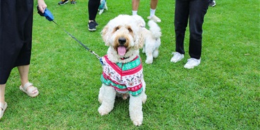 A fluffy dog sits on grass, wearing a festive sweater and leash. People stand nearby, legs visible. The dog looks happy with its tongue out.