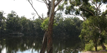 A tranquil lake scene with calm water reflecting surrounding trees under a clear sky. Foreground features a prominent twisted tree trunk.
