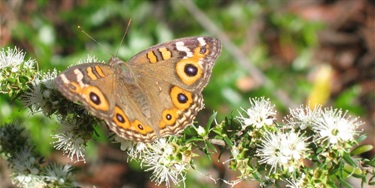 A brown and orange butterfly with eye-like patterns on its wings rests on a cluster of small white flowers, set against a vibrant green background.