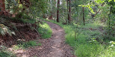A narrow dirt trail winds through a lush, sunlit forest with vibrant green foliage and tall trees, creating a peaceful and inviting atmosphere.