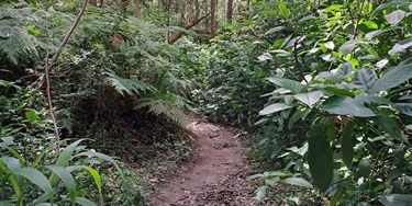 Dirt path winds through lush, dense forest with green ferns and various leafy plants on either side. Sunlight filters through the trees, creating a serene atmosphere.