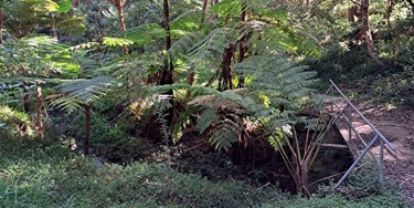 Lush green landscape with tall ferns and dense foliage. A small wooden bridge with metal railings crosses a narrow stream, creating a serene atmosphere.