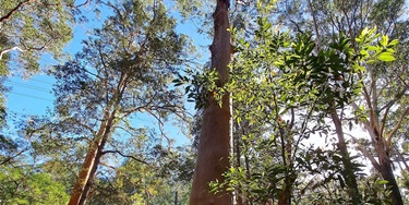 Tall trees with lush green leaves stretch toward a clear blue sky. Sunlight filters through, creating a serene and vibrant forest atmosphere.