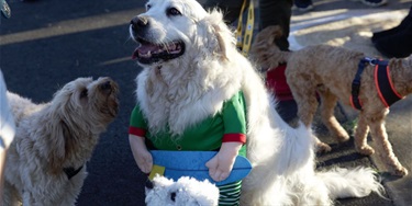 A large, fluffy dog wears a festive outfit with plush arms holding a blue surfboard. Two smaller dogs stand nearby on a sunny street, creating a playful atmosphere.