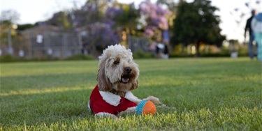 Fluffy dog in a red sweater lays on green grass, holding an orange and blue spiky ball. Background features blooming trees under a clear sky.