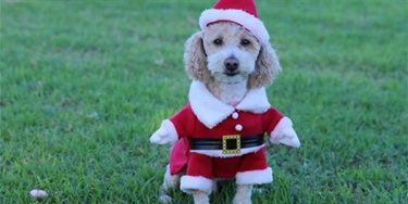 Cute poodle wearing a Santa costume, complete with a red hat and white trim, sits on vibrant green grass, evoking a festive holiday mood.