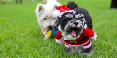 Two small dogs play on bright green grass. The black dog wears a Santa outfit and appears joyful, while the white dog observes with curiosity. Christmas theme.