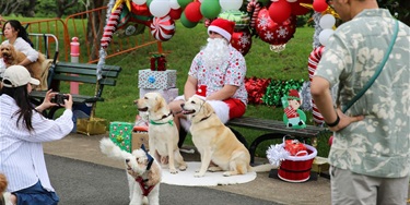 Santa Claus on a bench with two Labrador dogs wearing Santa hats, surrounded by festive balloons and gifts. People nearby photograph the scene.