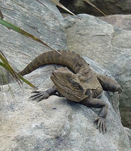 Image of a lizard on a rock