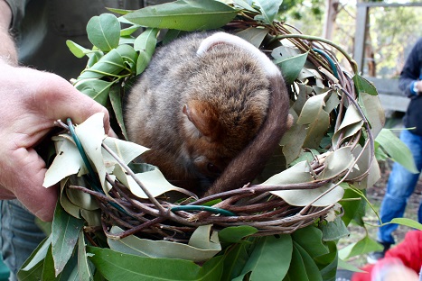 Image depicting a ring tail possum being held 