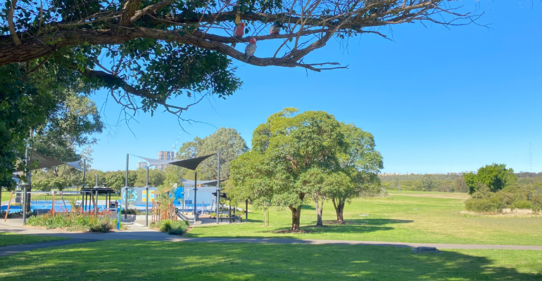 Tree with galahs, playspace on left, grass on right