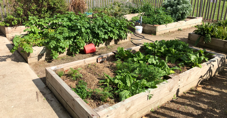 Garden beds with vegetables in community garden