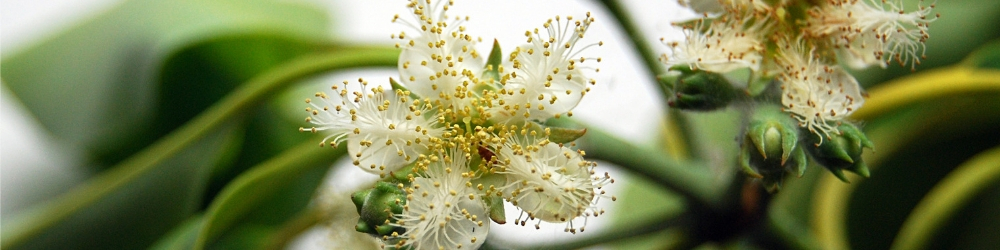 White Brush Box Flower