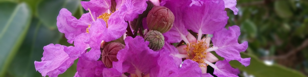 Purple Crepe Myrtle Flower