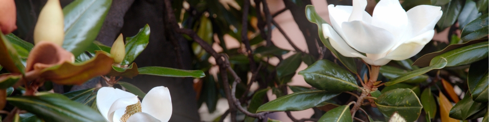 White Magnolia Tree Flower