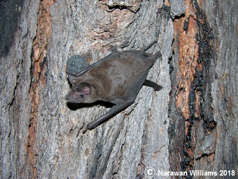 Come and explore the world of the Microbat