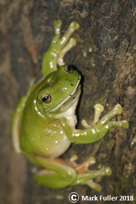 Green frog found on the Ribbiting Ramble tour