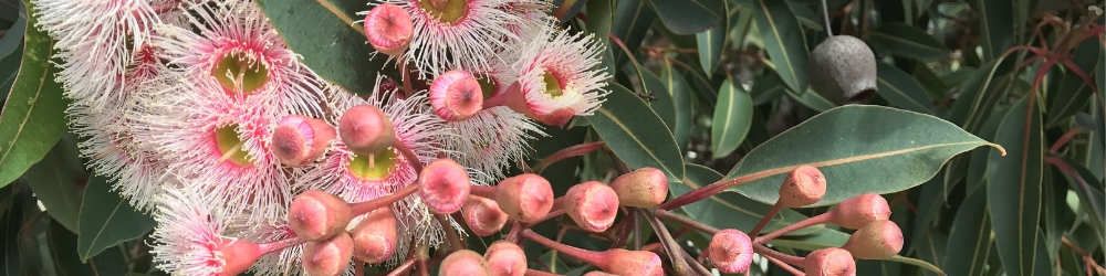 Pink Spotted Gum Tree Flower