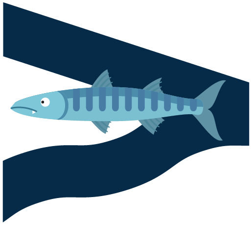 Barracuda Icon