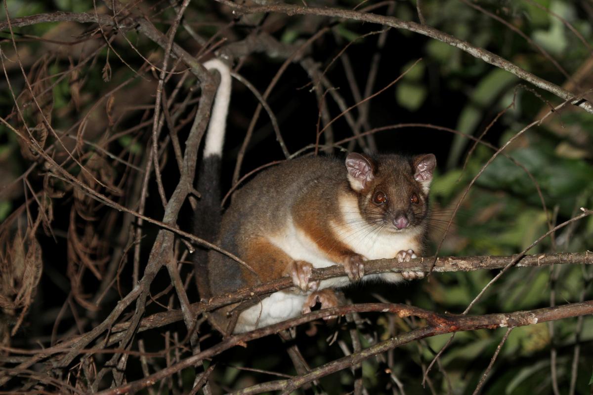 Ringtail possums are well adapted to a life among the trees – Image courtesy of Edwin Vella