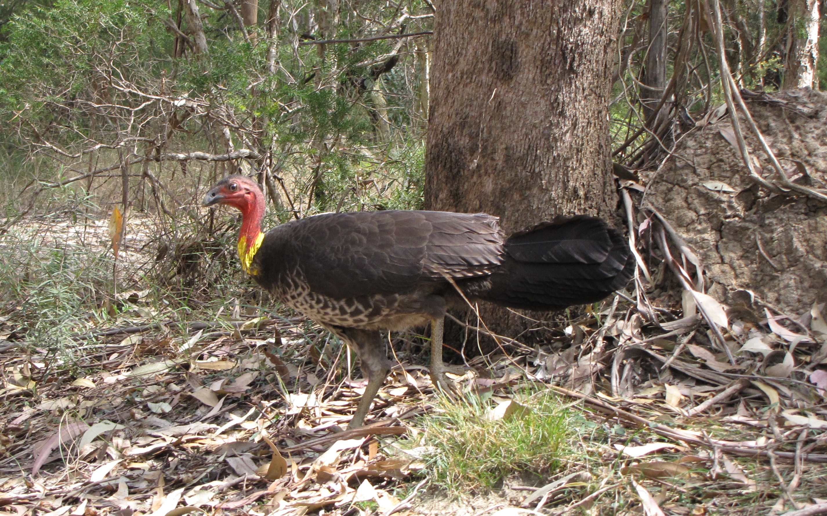 Brush turkeys are a common sight in Parramatta’s bushland
