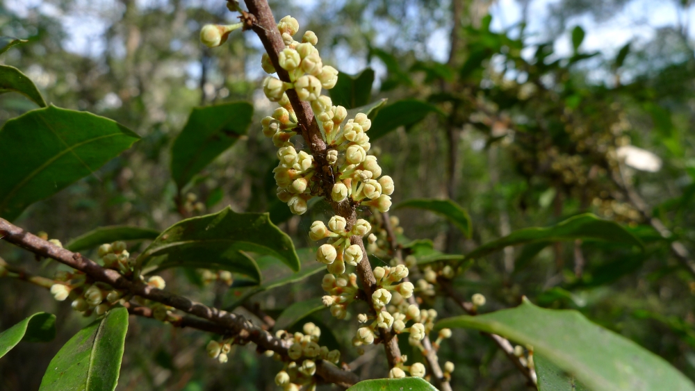 Flowers of the muttonwood (Myrsine variabilis, aka rapanea variabilis)  Unaltered image By John Tann from Sydney, Australia 