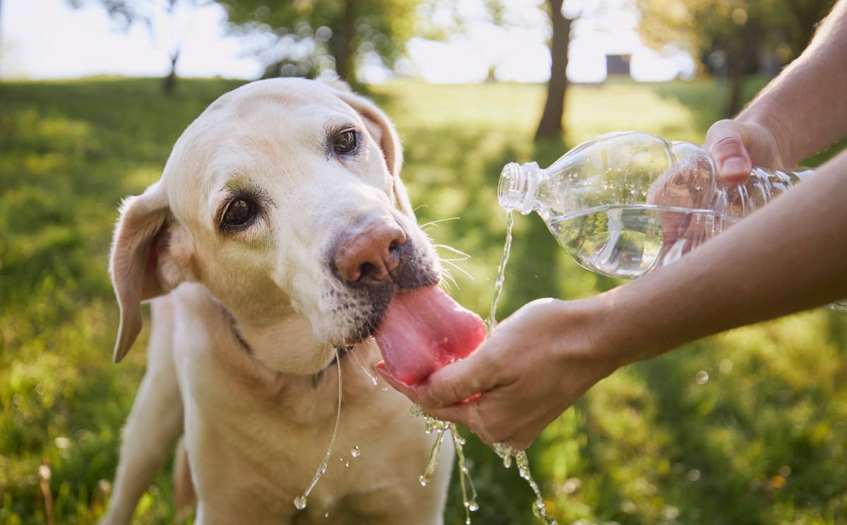 Dog drinking water from hands
