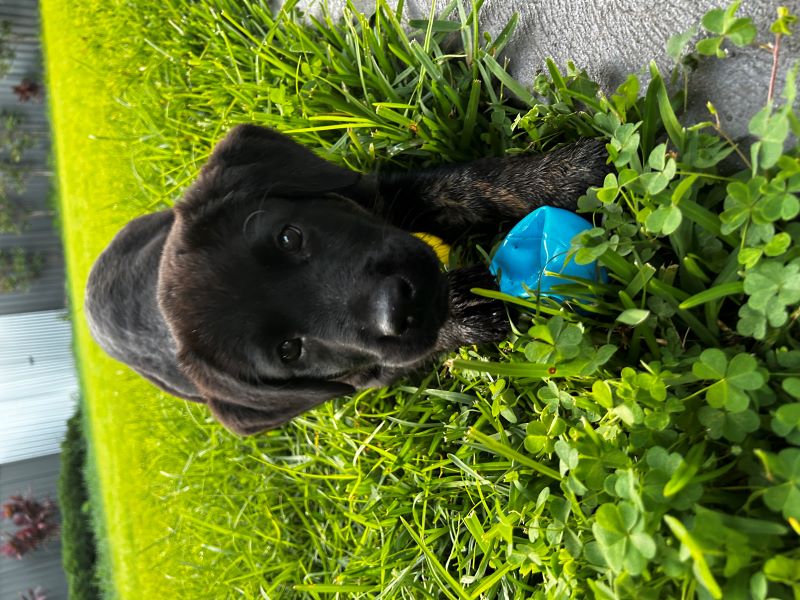 Dog playing in back yard