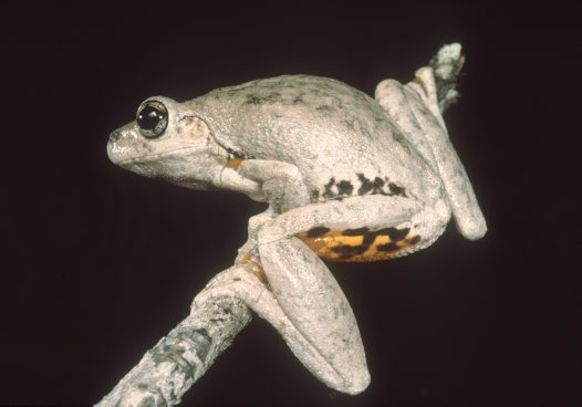 The colour-changing perons tree frog has a distinctive laugh-like call – Image courtesy of the Australian Museum