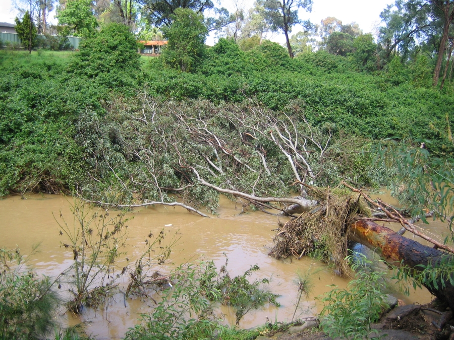 Tree fallen in river