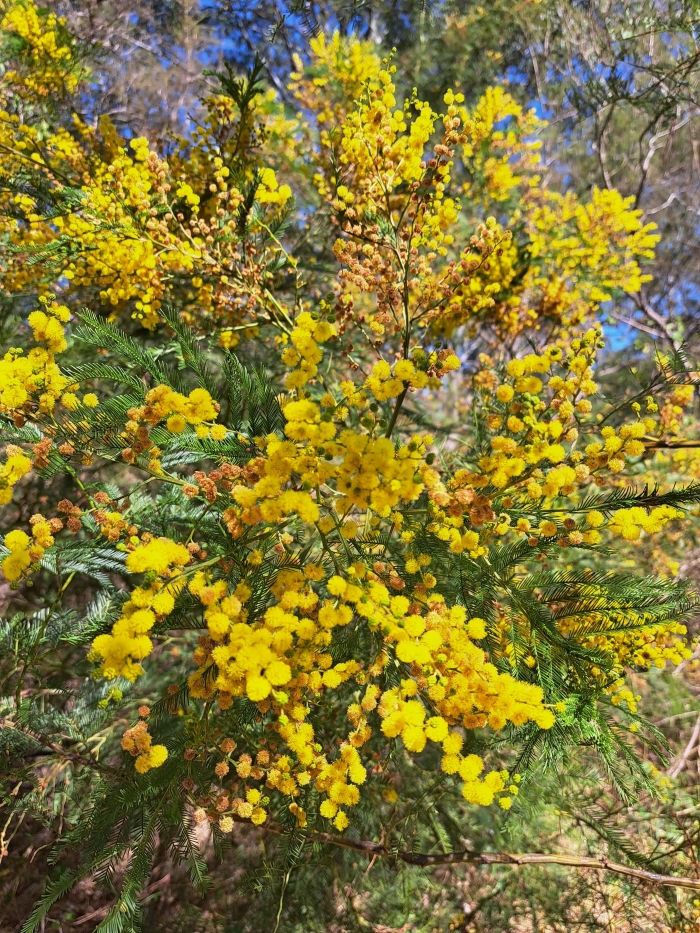 Acacia decurrens in flower. Credit – Elise Morley