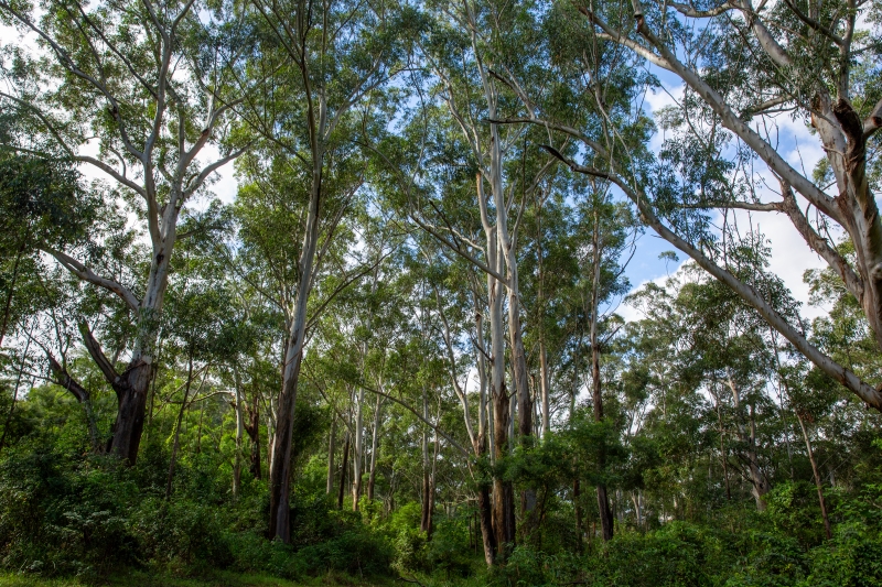 An example of the canopy of an area of Blue Gum High Forest