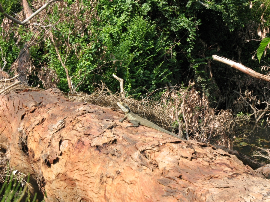 Fallen tree log with lizard sitting on top