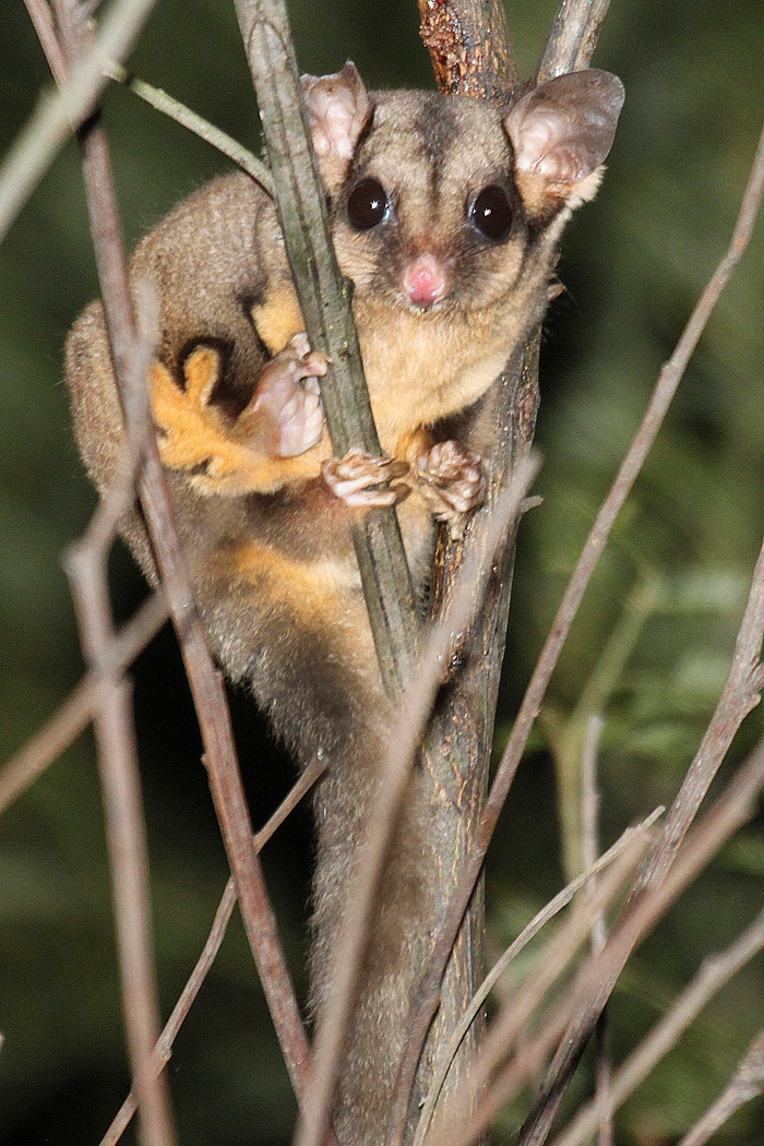 Sugar gliders use a soft membrane between their wrists and ankles to glide from tree to tree – Image courtesy of Mark Fuller