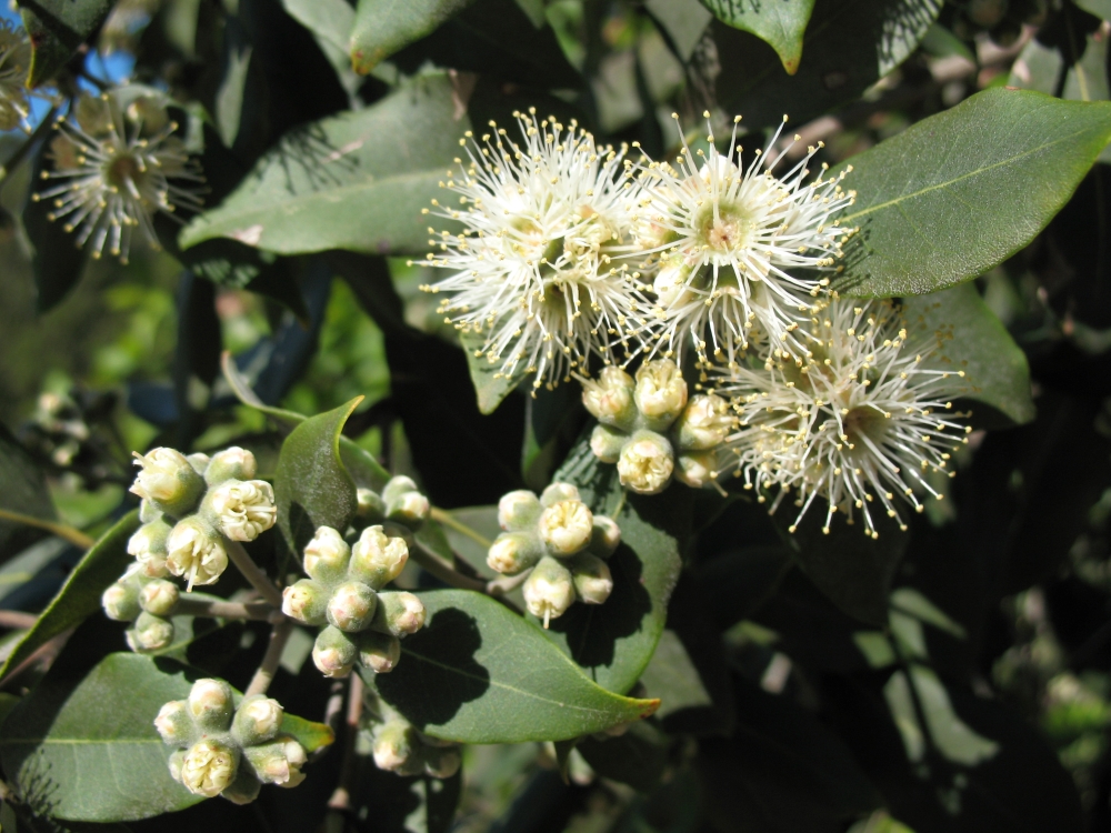 The white flowers of a turpentine tree