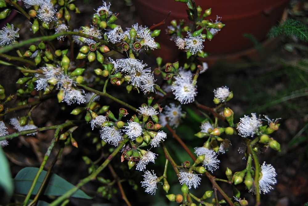 The flowers of eucalyptus saligna