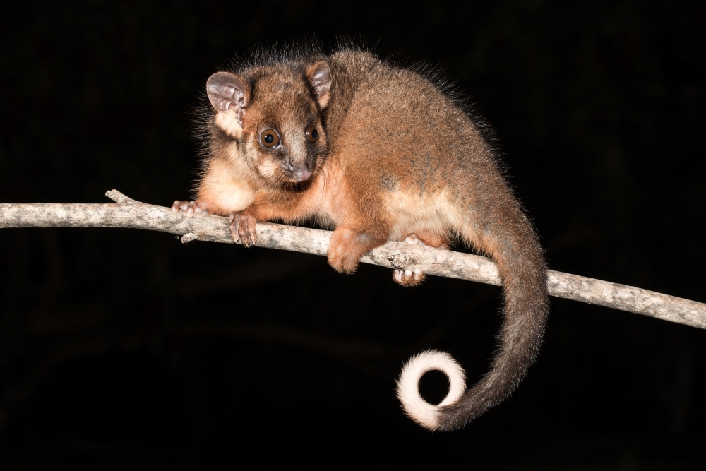 Ringtail possums can be identified by their distinctive, ring-like tail.