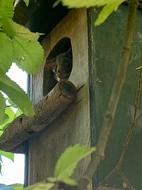 A ringtail possum peeking out of a nestbox - Image courtesy of Julie Hook