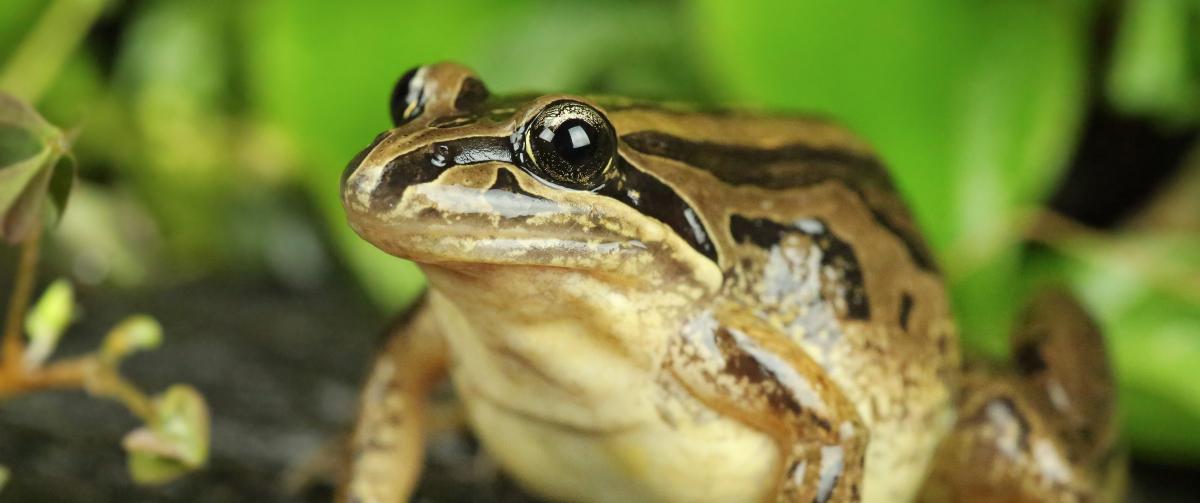 Striped March Frog