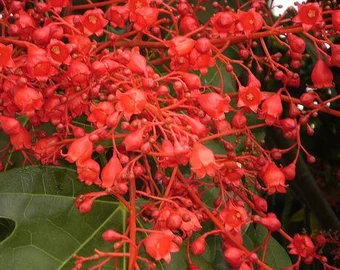 Red flowers