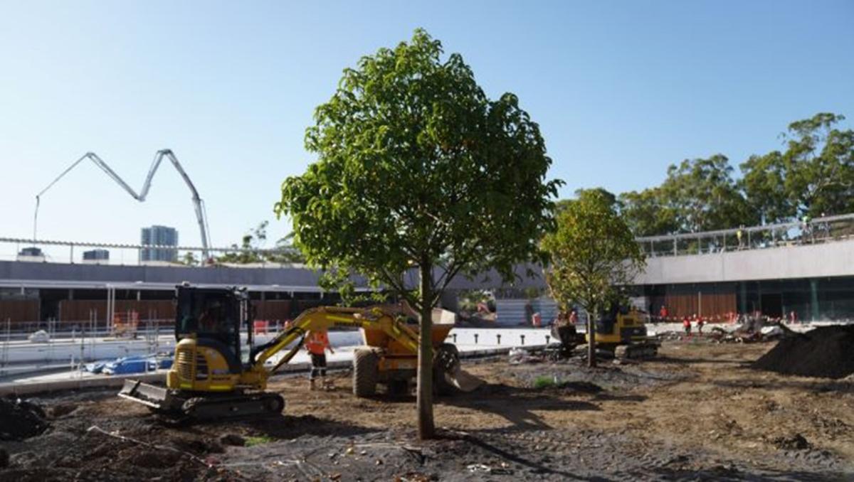 tree planted