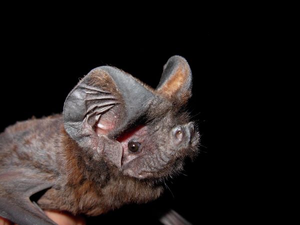 White Striped Free Tailed Bat