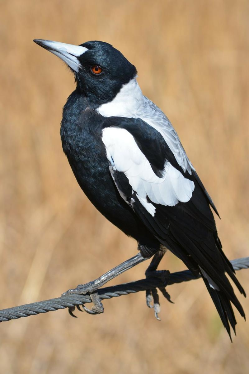 Magpie standing on cable