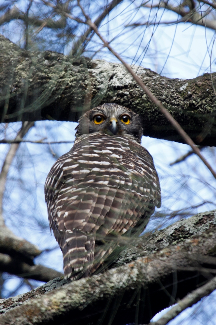 The powerful owl can be identified by its distinctive call. – Image courtesy of Mark Fuller