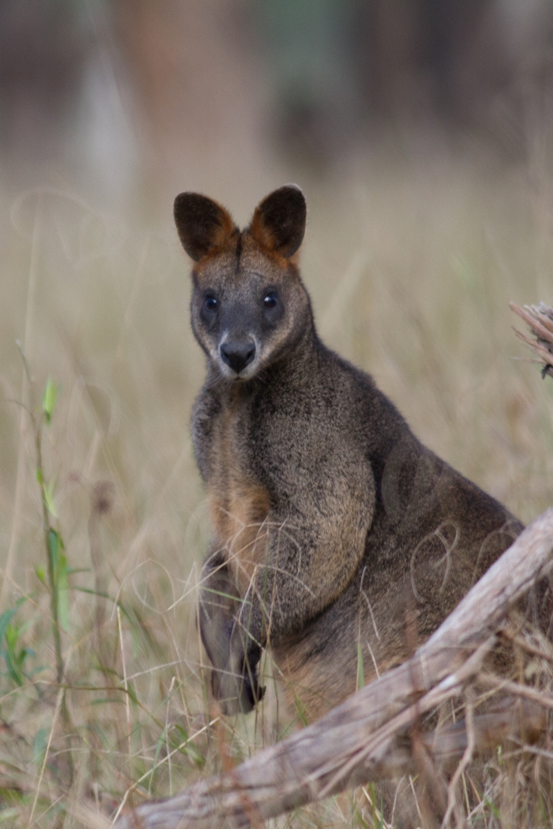 Evidence of swamp wallabies has been detected through hair-tubing - Image courtesy of Mark Fuller