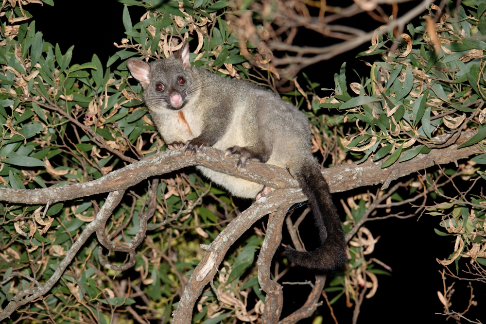 The common brushtail possum