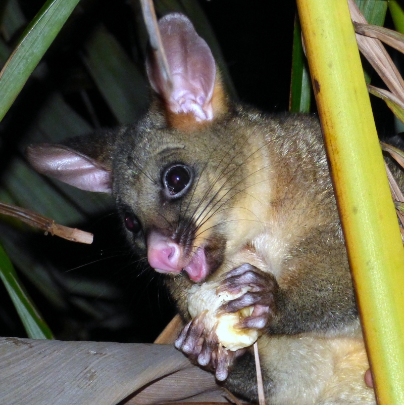 A brushtail possum enjoying a banana